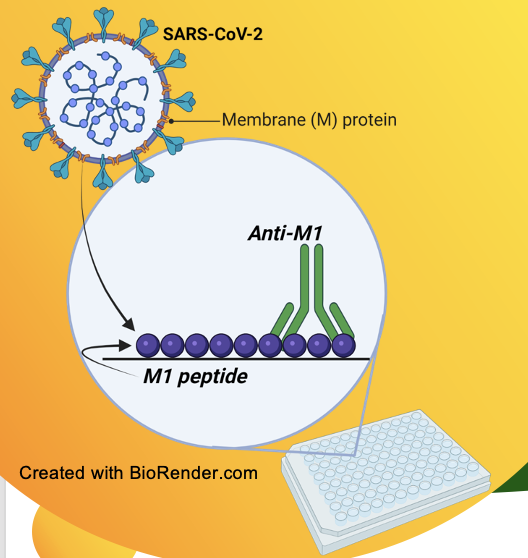 ANTI-M1 IMMUNOGLOBULINS AND IMMUNODIAGNOSTIC REAGENTS TO DETECT SARS-COV-2 ANTIGENS